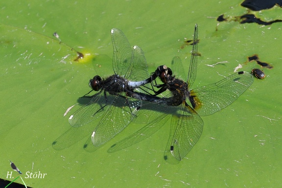 Zierliche Moosjungfer (Leucorrhinia caudalis)